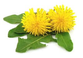 You are currently viewing The Magical Properties of Dandelion Rich in Vitamins: Healing, Detoxing, and Cooking with the Mighty Plant!