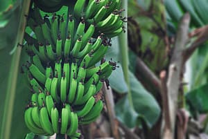 Read more about the article Plantain