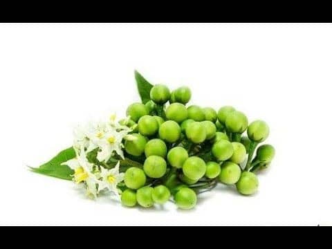 You are currently viewing Health Benefits Of Turkey Berry(Solanum Torvum)