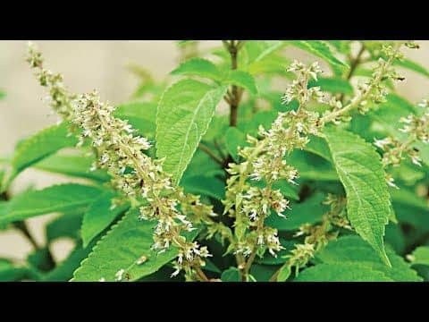 Read more about the article Health Benefits of Scent Leaves – Nunum (Akan)