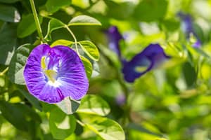 Read more about the article Clitoria Ternatea Health Benefits