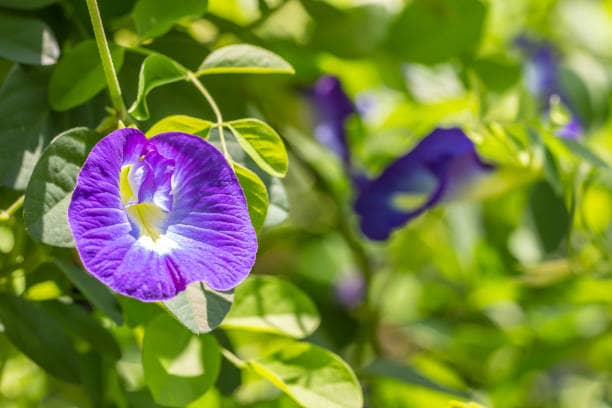 You are currently viewing Clitoria Ternatea Health Benefits